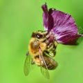 Bee on Dusky Cranesbills Royalty Free Stock Photo